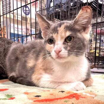 Fontina -  Domestic Long Hair Cat for Adoption in Panama City, Florida - Fontina | PetCurious
