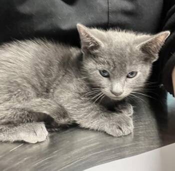 Cloud -  Domestic Short Hair Cat for Adoption in Daytona Beach, Florida - Cloud | PetCurious