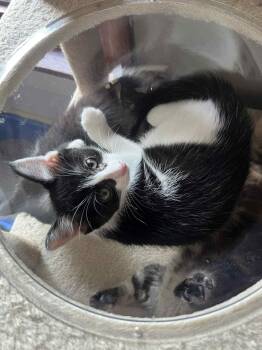 Rescue Domestic Short Hair Cats for Adoption in Wadsworth, Ohio - Henbit | PetCurious