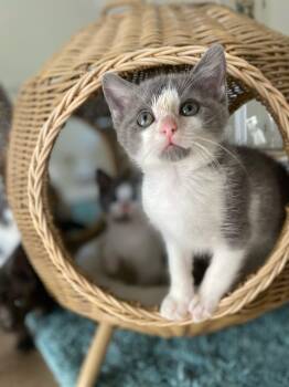 Rescue Domestic Short Hair Cats for Adoption in Greensboro, North Carolina - True | PetCurious