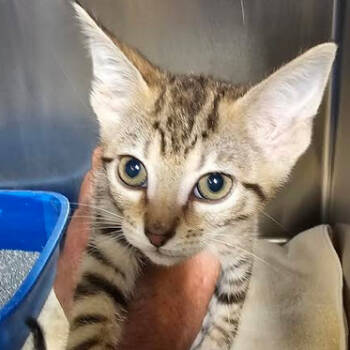 Rescue Domestic Short Hair Cats for Adoption in Starkville, Mississippi - Butter Bean | PetCurious