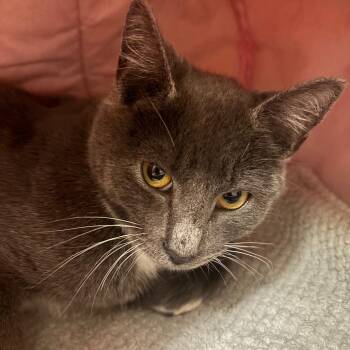 Domestic Short Hair Cats Available for Adoption - Michele | PetCurious