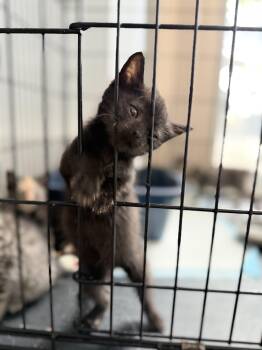 Reed -  Domestic Short Hair Cat for Adoption in Hershey, Pennsylvania - Reed | PetCurious