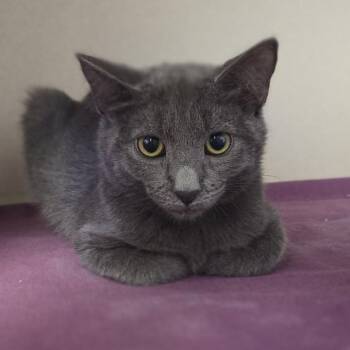 Blossom -  Domestic Short Hair Cat for Adoption in Wantagh, New York - Blossom | PetCurious