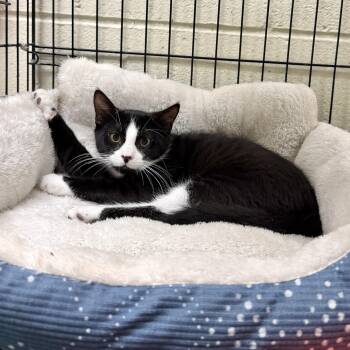 Russell -  Domestic Short Hair Cat for Adoption in Wantagh, New York - Russell | PetCurious