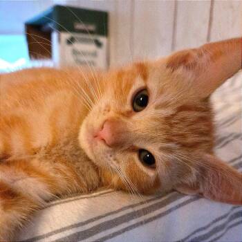 CodeRed (red) -  Domestic Short Hair Cat for Adoption in Keizer, Oregon - CodeRed (red) | PetCurious