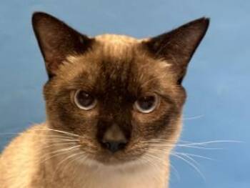 Cabbage -  Siamese and Domestic Short Hair Cat for Adoption in Golden Valley, Minnesota - Cabbage | PetCurious