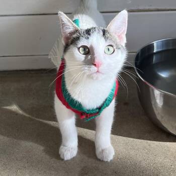Kudzu -  Domestic Short Hair Cat for Adoption in Chicago, Illinois - Kudzu | PetCurious