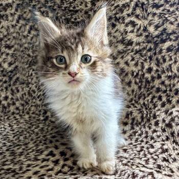 Domestic Medium Hair Cats Available for Adoption in Austin, Texas - Geosh | PetCurious