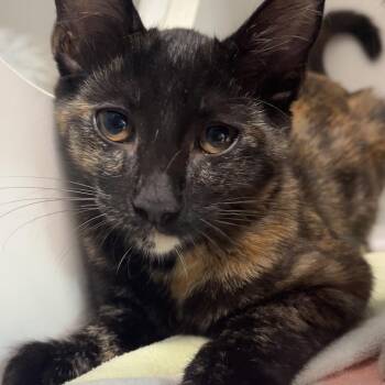 Azula -  Domestic Short Hair Cat for Adoption in Long Beach, California - Azula | PetCurious