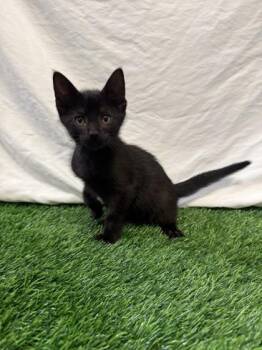 Lafayette -  Domestic Short Hair Cat for Adoption in Covington, Louisiana - Lafayette | PetCurious