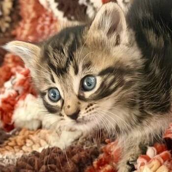 Lamborghini -  Domestic Short Hair Cat for Adoption in Jupiter, Florida - Lamborghini | PetCurious
