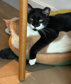 Domestic Short Hair Cats Available for Adoption - Kitty — Bonded Pair With Loki | PetCurious