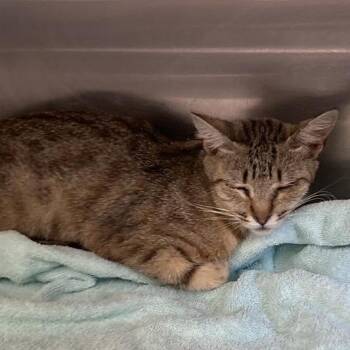 Clarice -  Domestic Short Hair Cat for Adoption in Long Beach, California - Clarice | PetCurious
