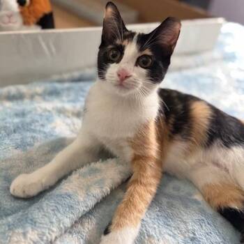 Rescue Domestic Short Hair Cats for Adoption in Beulaville, North Carolina - Apple | PetCurious