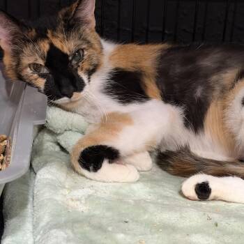 Callie -  Calico Cat for Adoption in Palmetto Bay, Florida - Callie | PetCurious