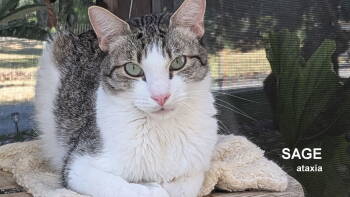 Rescue Domestic Short Hair Cats for Adoption in Santa Rosa, California - Sage | PetCurious