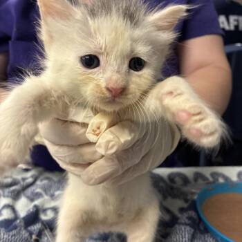 Bacardi -  Domestic Short Hair Cat for Adoption in Newark, New Jersey - Bacardi | PetCurious