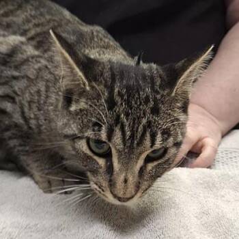 Domestic Short Hair Cats Available for Adoption - Ticca | PetCurious