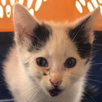 Magnus Bane -  Domestic Short Hair Cat for Adoption in Kingman, Kansas - Magnus Bane | PetCurious