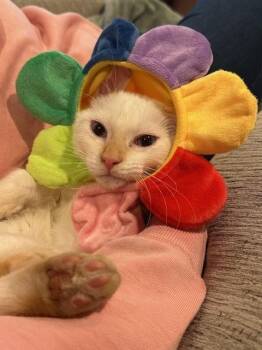 Aiden -  Domestic Short Hair Cat for Adoption in Omaha, Nebraska - Aiden | PetCurious