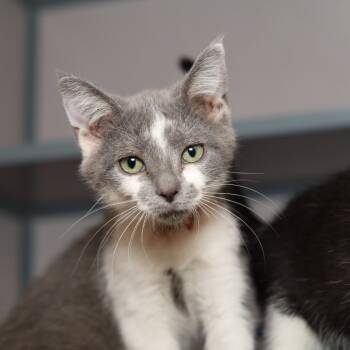 Rescue Domestic Short Hair Cats for Adoption in Evansville, Indiana - Tina | PetCurious