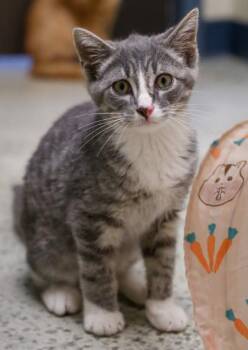 Monarch -  Domestic Short Hair Cat for Adoption in Baraboo, Wisconsin - Monarch | PetCurious