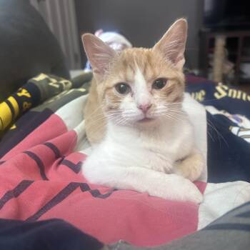 Rescue Domestic Short Hair Cats for Adoption in Campbellsville, Kentucky - Sherbie | PetCurious