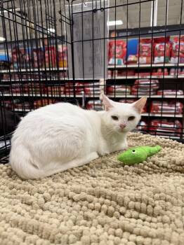 Rizzo -  Domestic Short Hair Cat for Adoption in Warrenville, South Carolina - Rizzo | PetCurious