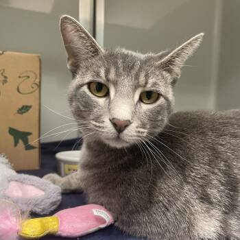 Max -  Domestic Short Hair Cat for Adoption in Saint Charles, Missouri - Max | PetCurious