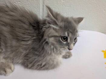 Howl -  Domestic Long Hair Cat for Adoption in Cincinnati, Ohio - Howl | PetCurious