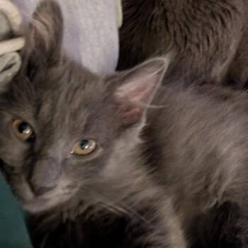 Yoshi -  Domestic Medium Hair Cat for Adoption in Reisterstown, Maryland - Yoshi | PetCurious