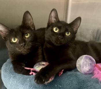 Daisy -  Domestic Short Hair Cat for Adoption in Baton Rouge, Louisiana - Daisy | PetCurious