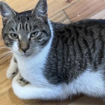 Henry -  Tabby Cat for Adoption in Buffalo, New York - Henry | PetCurious