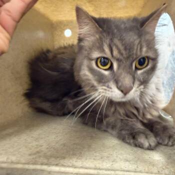 Cuddles -  Domestic Medium Hair Cat for Adoption in Philadelphia, Pennsylvania - Cuddles | PetCurious