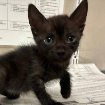 Rain -  Domestic Short Hair Cat for Adoption in Yuma, Arizona - Rain | PetCurious