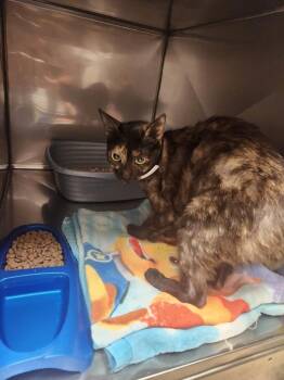 Hazel -  Domestic Short Hair Cat for Adoption in Mocksville, North Carolina - Hazel | PetCurious