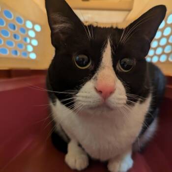 Domestic Short Hair Cats Available for Adoption in Charlottesville, Virginia - Excalibur | PetCurious