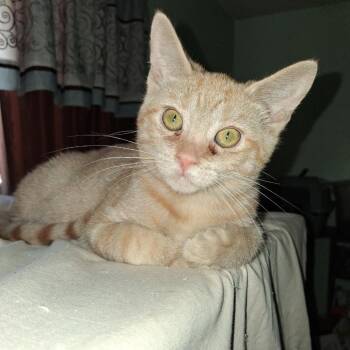 Maple -  Domestic Short Hair Cat for Adoption in Hemet, California - Maple | PetCurious