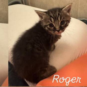 Domestic Medium Hair Cats Available for Adoption in Bel Air, Maryland - Roger | PetCurious