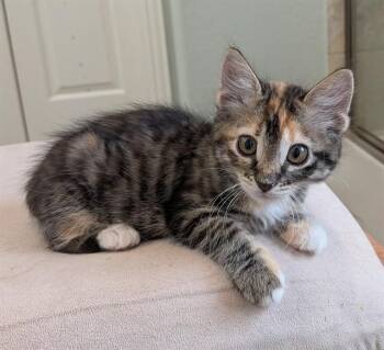KATNISS -  Domestic Short Hair Cat for Adoption in Conroe, Texas - KATNISS | PetCurious