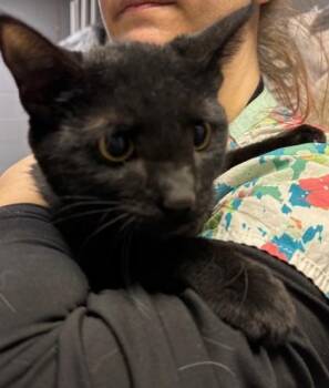 Domestic Short Hair Cats Available for Adoption in Allegan, Michigan - Cavatappi(Working Cat) | PetCurious