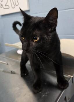 Domestic Short Hair Cats Available for Adoption - 5 Star | PetCurious