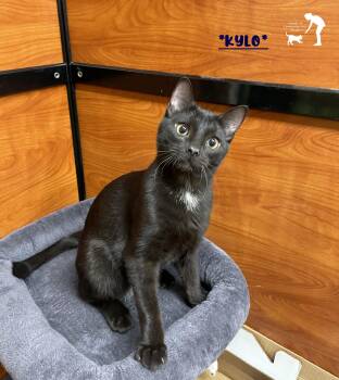 Kylo -  Domestic Short Hair Cat for Adoption in Centerville, Utah - Kylo | PetCurious