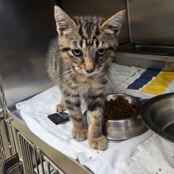 Rooney -  Domestic Short Hair Cat for Adoption in Auburn, Alabama - Rooney | PetCurious