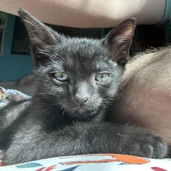 Neytiri - Home to Home -  Domestic Short Hair Cat for Adoption in South Elgin, Illinois - Neytiri - Home To Home | PetCurious