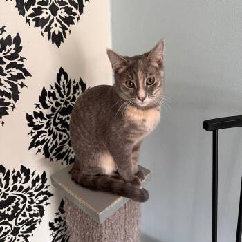 Zoey -  Domestic Short Hair Cat for Adoption in Greensburg, Pennsylvania - Zoey | PetCurious
