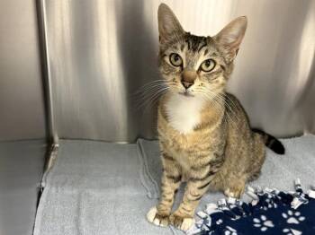 MOLLY -  Domestic Short Hair Cat for Adoption in Kent, Washington - MOLLY | PetCurious