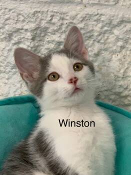 Winston -  Domestic Short Hair Cat for Adoption in Saint Charles, Missouri - Winston | PetCurious