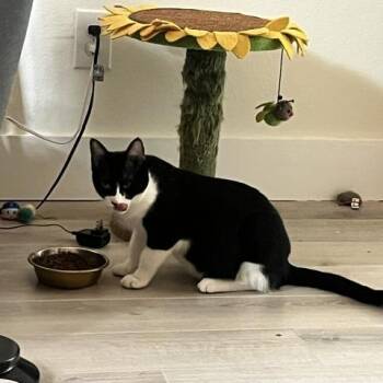 Domestic Short Hair Cats Available for Adoption in San Antonio, Texas - Hatchet | PetCurious